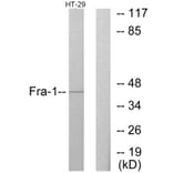 Western Blot - Anti-Fra-1 Antibody (C10381) - Antibodies.com