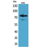 Western Blot - Anti-FOXP1 Antibody (C30231) - Antibodies.com