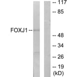 Western Blot - Anti-FOXJ1 Antibody (C11446) - Antibodies.com