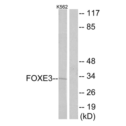 Western Blot - Anti-FOXE3 Antibody (C10979) - Antibodies.com