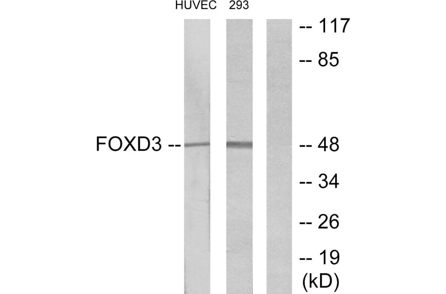 Western Blot - Anti-FOXD3 Antibody (C11862) - Antibodies.com