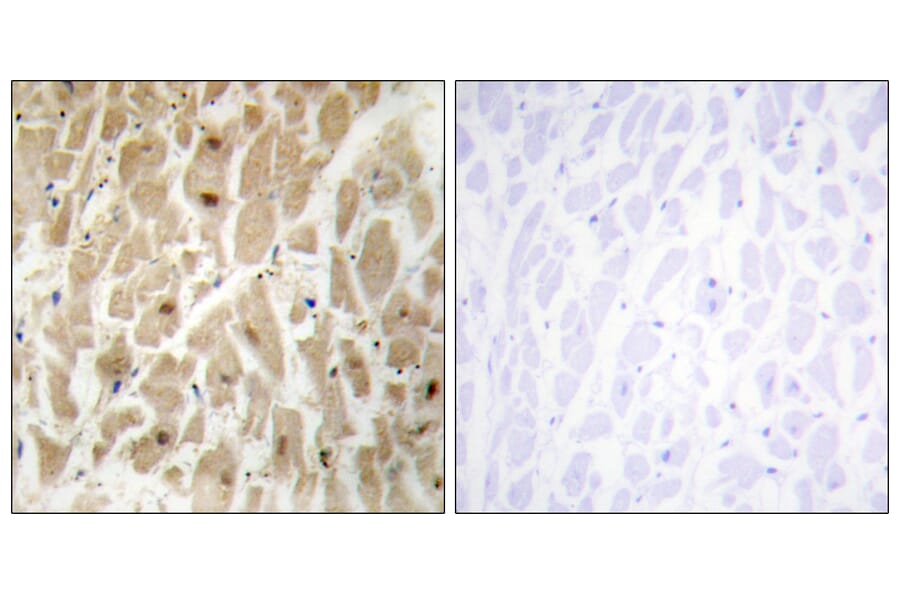 Immunohistochemistry - Anti-FOXD3 Antibody (C11862) - Antibodies.com