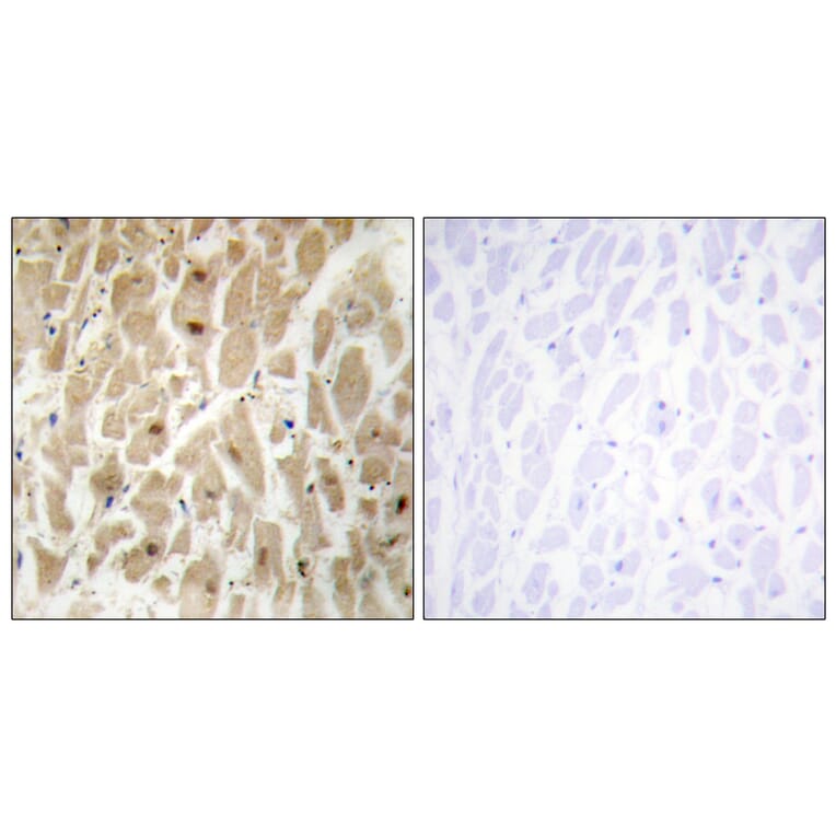 Immunohistochemistry - Anti-FOXD3 Antibody (C11862) - Antibodies.com