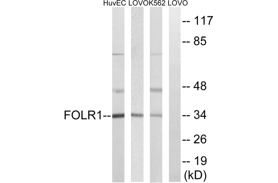 Western Blot - Anti-FOLR1 Antibody (C15761) - Antibodies.com