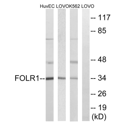Western Blot - Anti-FOLR1 Antibody (C15761) - Antibodies.com