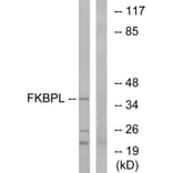 Western Blot - Anti-FKBPL Antibody (C15758) - Antibodies.com