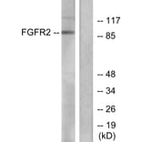 Western Blot - Anti-FGFR2 Antibody (C0191) - Antibodies.com