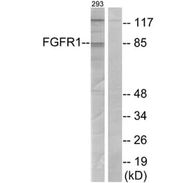 Western Blot - Anti-FGFR1 Antibody (B7084) - Antibodies.com