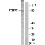 Western Blot - Anti-FGFR1 Antibody (B7084) - Antibodies.com