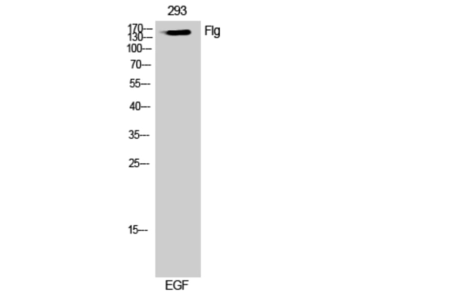 Western Blot - Anti-FGFR1 Antibody (B7084) - Antibodies.com