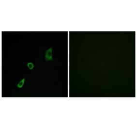 Immunofluorescence - Anti-FGF23 Antibody (C12369) - Antibodies.com