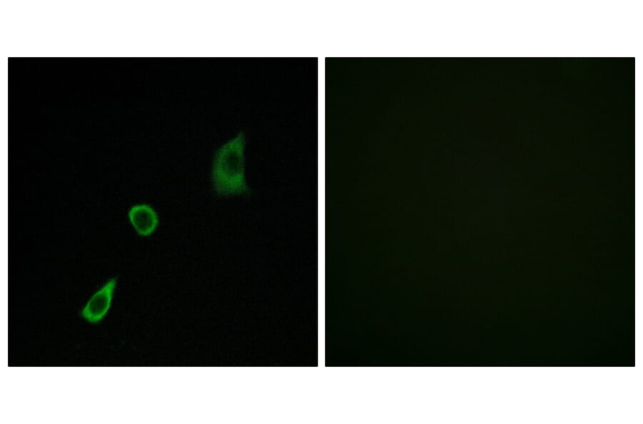 Immunofluorescence - Anti-FGF23 Antibody (C12369) - Antibodies.com