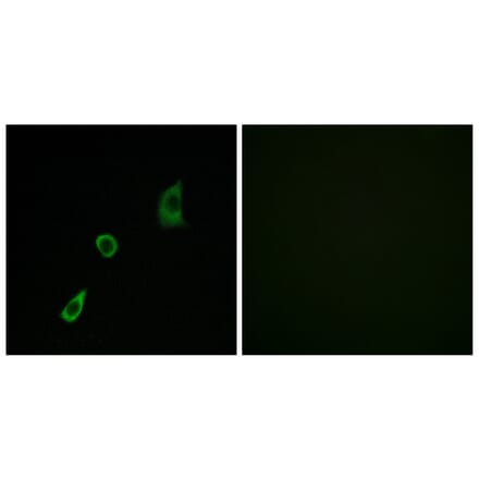 Immunofluorescence - Anti-FGF23 Antibody (C12369) - Antibodies.com