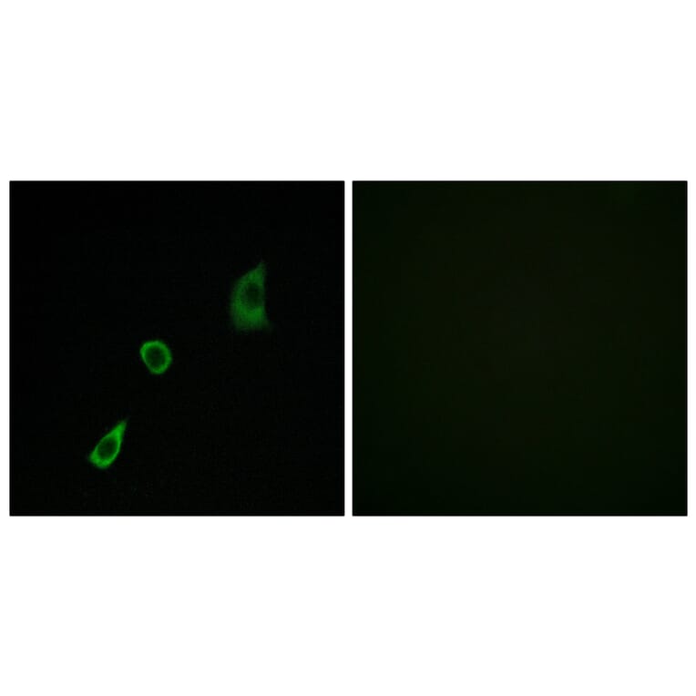 Immunofluorescence - Anti-FGF23 Antibody (C12369) - Antibodies.com