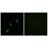 Immunofluorescence - Anti-FGF23 Antibody (C12369) - Antibodies.com