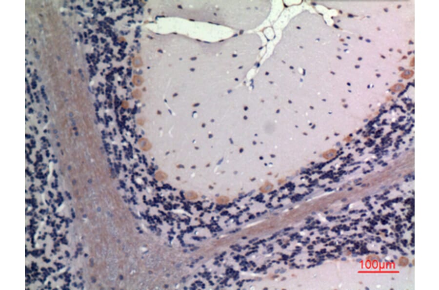Immunohistochemistry - Anti-FGF20 Antibody (C30099) - Antibodies.com