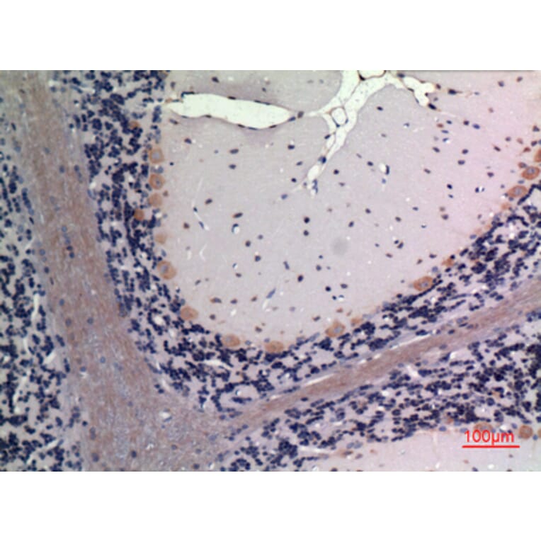 Immunohistochemistry - Anti-FGF20 Antibody (C30099) - Antibodies.com