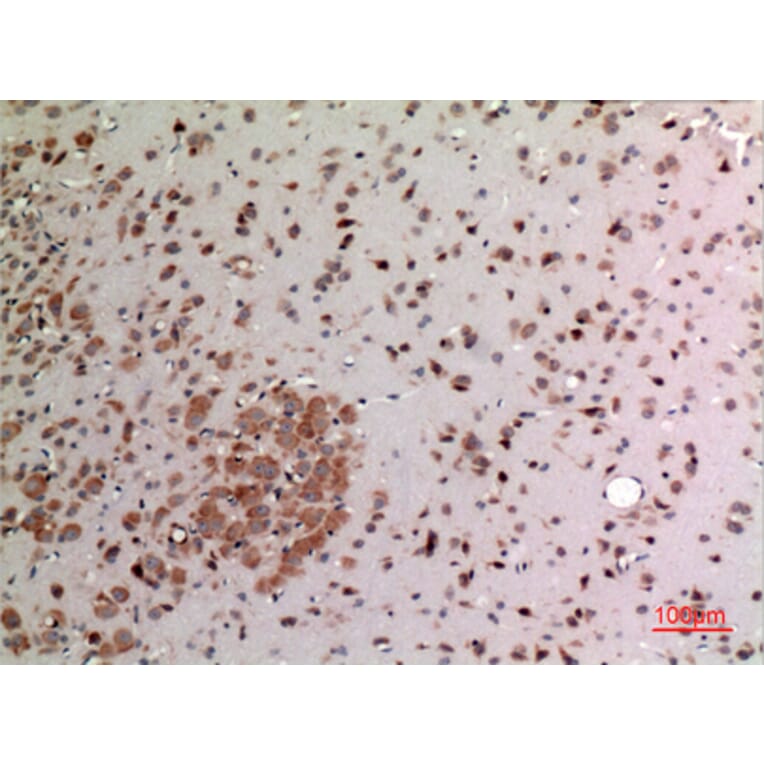 Immunohistochemistry - Anti-FGF20 Antibody (C30099) - Antibodies.com