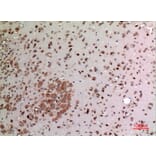 Immunohistochemistry - Anti-FGF20 Antibody (C30099) - Antibodies.com