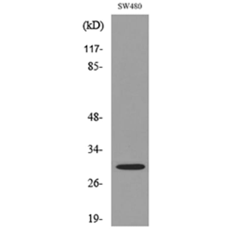 Western Blot - Anti-FGF18 Antibody (C30104) - Antibodies.com