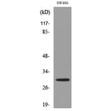 Western Blot - Anti-FGF18 Antibody (C30104) - Antibodies.com