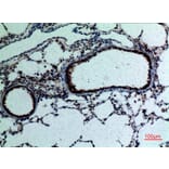 Immunohistochemistry - Anti-FGF18 Antibody (C30104) - Antibodies.com