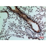 Immunohistochemistry - Anti-FGF18 Antibody (C30104) - Antibodies.com