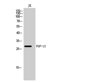 Western Blot - Anti-FGF13 Antibody (C20772) - Antibodies.com