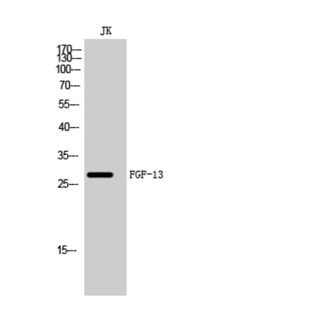 Western Blot - Anti-FGF13 Antibody (C20772) - Antibodies.com