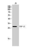 Western Blot - Anti-FGF13 Antibody (C20772) - Antibodies.com