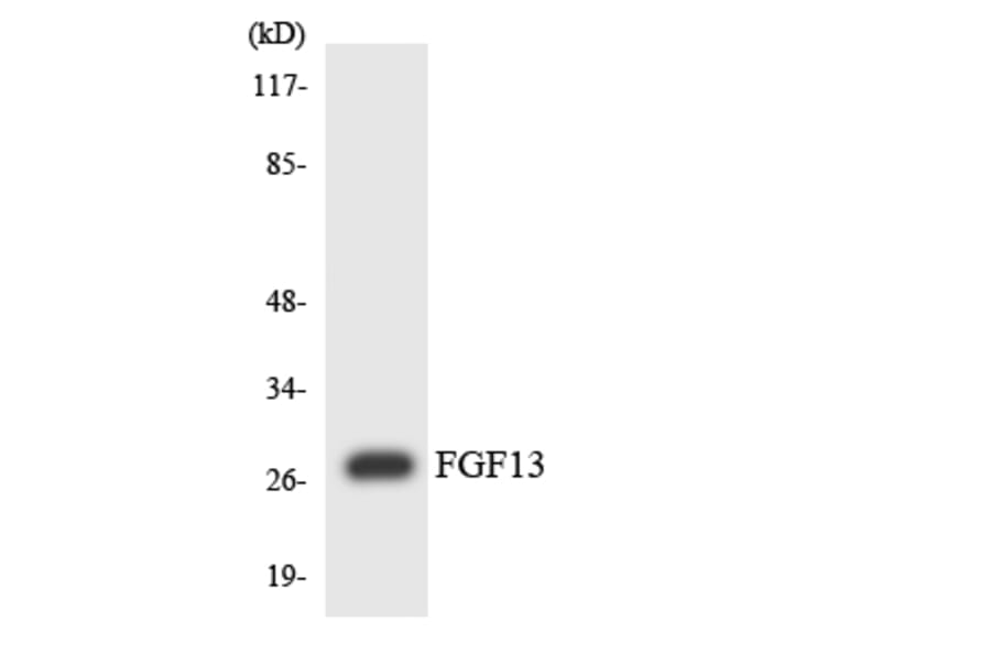 Western Blot - Anti-FGF13 Antibody (R12-2769) - Antibodies.com