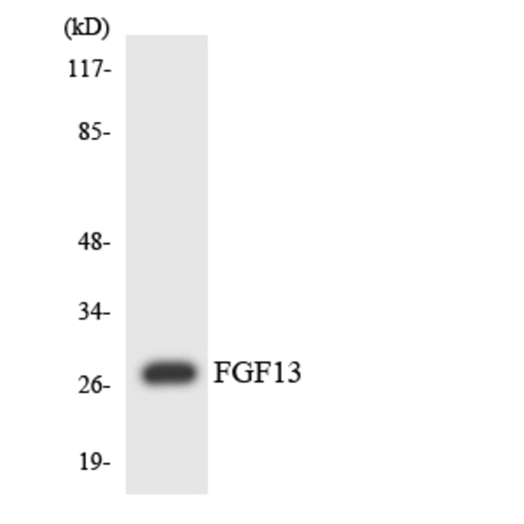 Western Blot - Anti-FGF13 Antibody (R12-2769) - Antibodies.com
