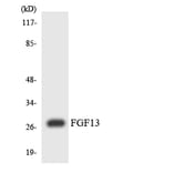 Western Blot - Anti-FGF13 Antibody (R12-2769) - Antibodies.com