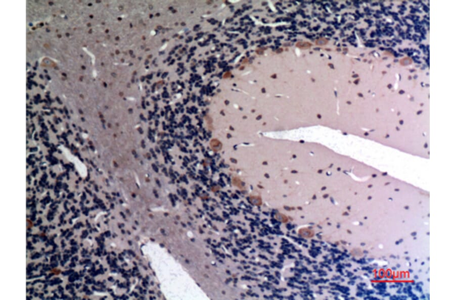 Immunohistochemistry - Anti-FGF12 Antibody (C30048) - Antibodies.com