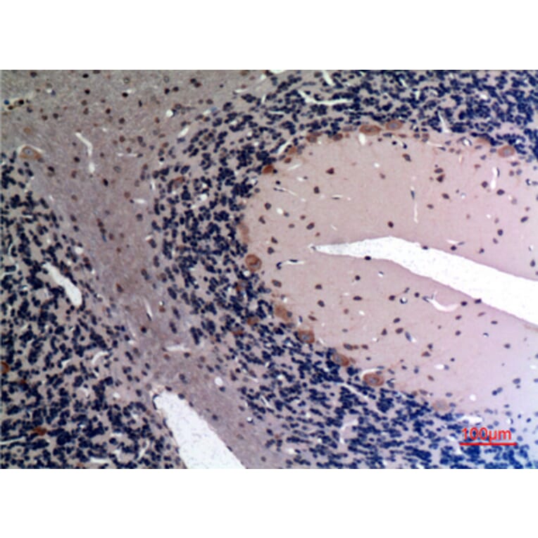 Immunohistochemistry - Anti-FGF12 Antibody (C30048) - Antibodies.com