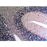 Immunohistochemistry - Anti-FGF12 Antibody (C30048) - Antibodies.com