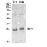 Western Blot - Anti-FGF11 Antibody (C30053) - Antibodies.com