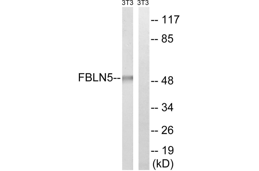 Western Blot - Anti-FBLN5 Antibody (C15754) - Antibodies.com