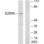 Western Blot - Anti-Ezrin Antibody (B7080) - Antibodies.com