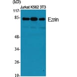 Western Blot - Anti-Ezrin Antibody (B7080) - Antibodies.com