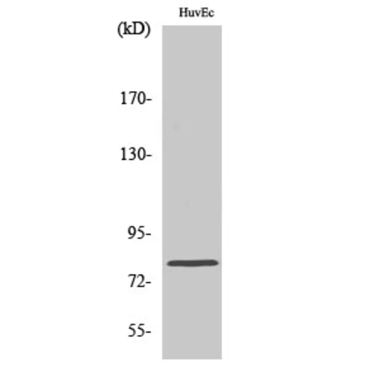 Western Blot - Anti-Ezrin Antibody (B7080) - Antibodies.com