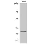 Western Blot - Anti-Ezrin Antibody (B7080) - Antibodies.com