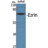 Western Blot - Anti-Ezrin Antibody (B8031) - Antibodies.com