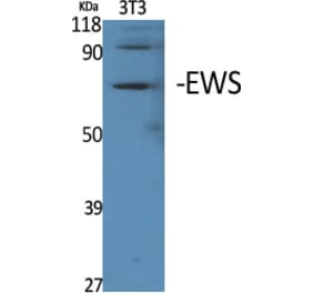 Western Blot - Anti-EWSR1 Antibody (C18461) - Antibodies.com