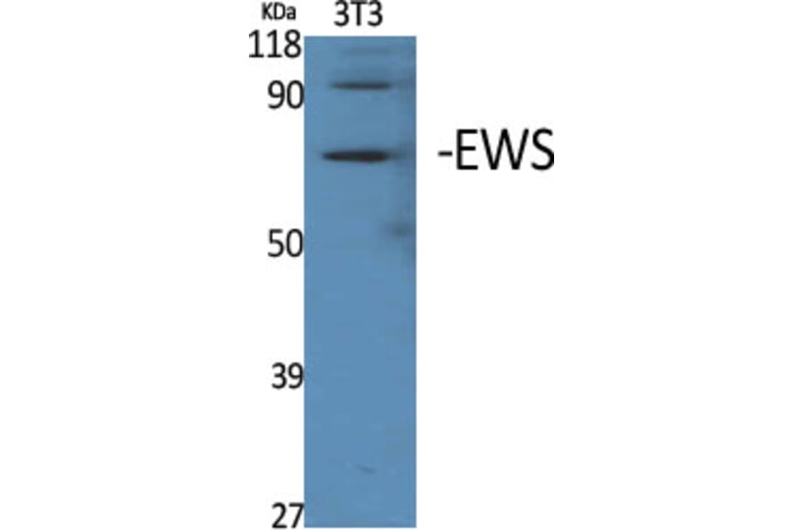Western Blot - Anti-EWSR1 Antibody (C18461) - Antibodies.com