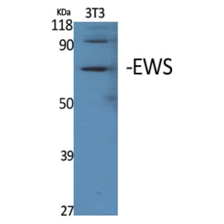 Western Blot - Anti-EWSR1 Antibody (C18461) - Antibodies.com