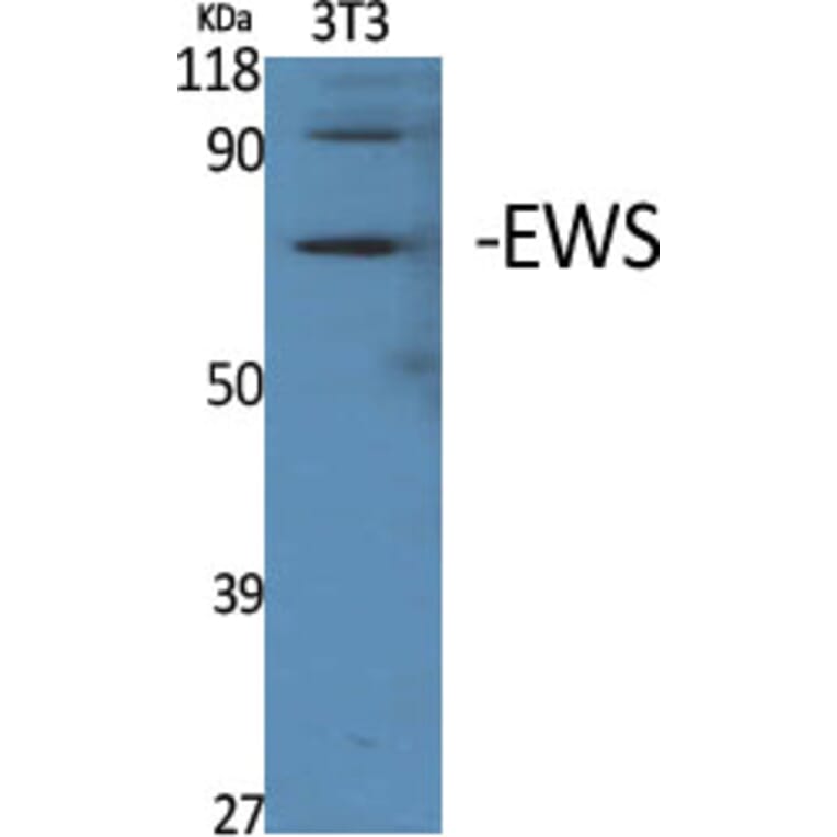 Western Blot - Anti-EWSR1 Antibody (C18461) - Antibodies.com