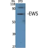 Western Blot - Anti-EWSR1 Antibody (C18461) - Antibodies.com