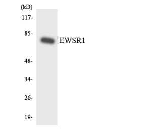 Western Blot - Anti-EWSR1 Antibody (R12-2759) - Antibodies.com