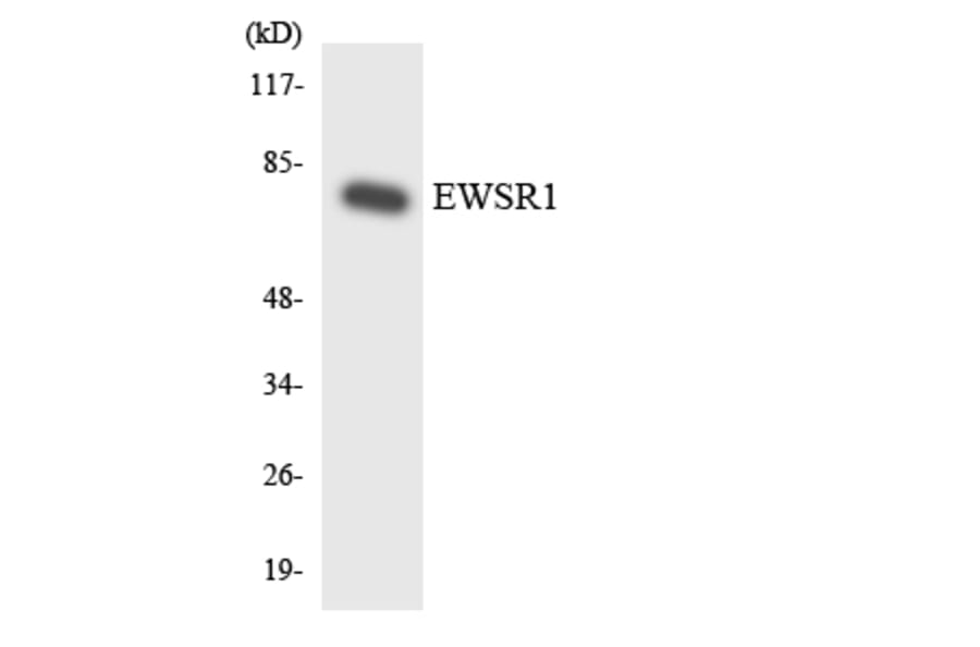 Western Blot - Anti-EWSR1 Antibody (R12-2759) - Antibodies.com